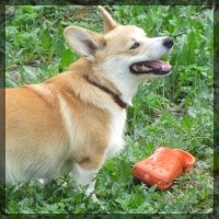 welsh corgi pembroke