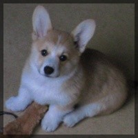 welsh corgi pembroke