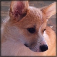 welsh corgi pembroke