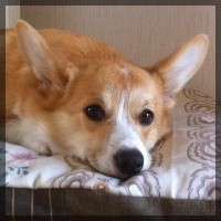 welsh corgi pembroke