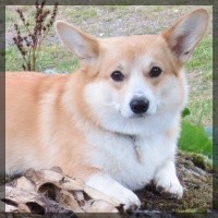 welsh corgi pembroke