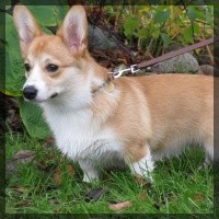 welsh corgi pembroke