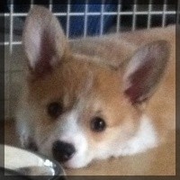 welsh corgi pembroke